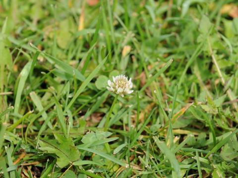 Trèfle blanc(Trifolium repens)_15