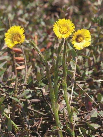 Tussilage pas-d'âne(Tussilago farfara)_9