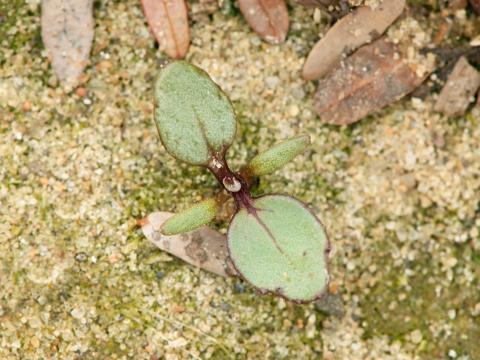 Tussilage pas-d'âne(Tussilago farfara)_11