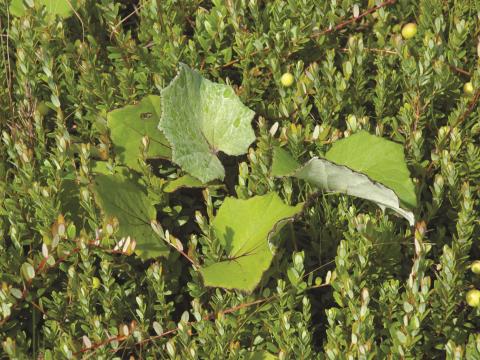 Tussilage pas-d'âne(Tussilago farfara)_12