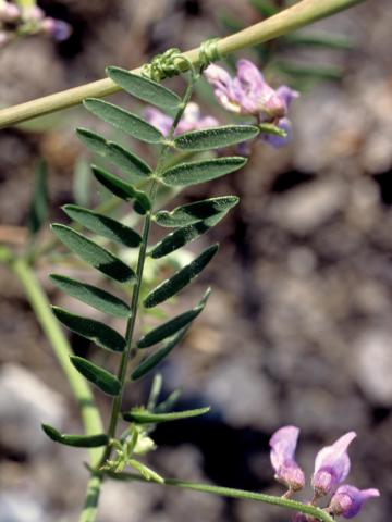 Vesce jargeau(Vicia cracca)_4