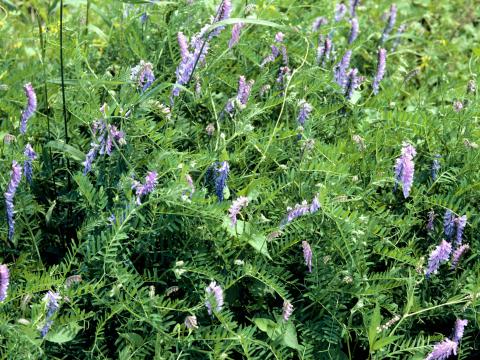 Vesce jargeau(Vicia cracca)_5