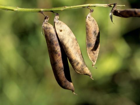 Vesce jargeau(Vicia cracca)_7