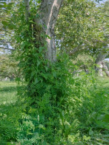 Vesce jargeau(Vicia cracca)_8