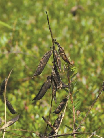 Vesce jargeau(Vicia cracca)_9