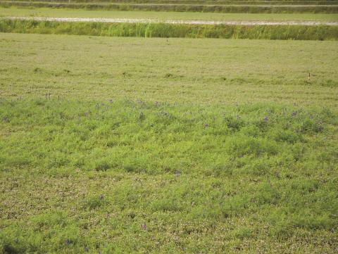 Vesce jargeau(Vicia cracca)_10