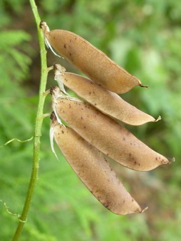 Vesce jargeau(Vicia cracca)_19