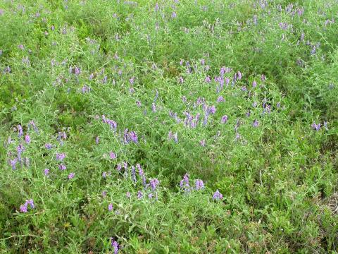 Vesce jargeau(Vicia cracca)_20