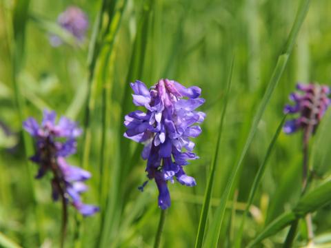 Vesce jargeau(Vicia cracca)_21