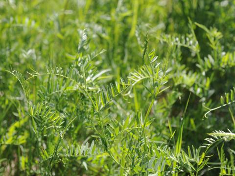 Vesce jargeau(Vicia cracca)_26