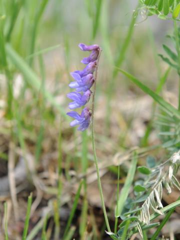 Vesce jargeau(Vicia cracca)_28