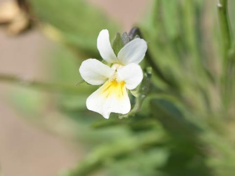 Violette des champs(Viola arvensis)_7