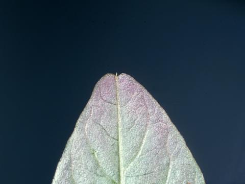 Amarante de Powell(Amaranthus powellii)_7