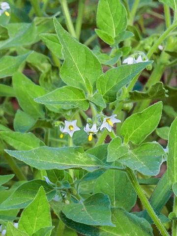 Morelle feuilles coqueret (Solanum physalifolium)_5