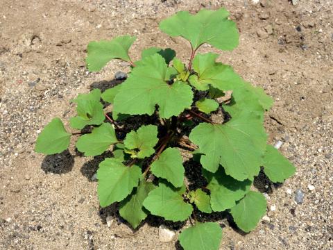 Lampourde glouteron (Xanthium strumarium)_3