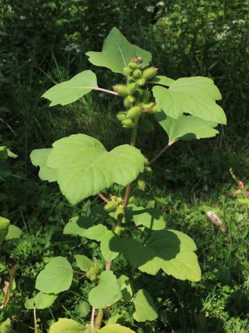 Lampourde glouteron (Xanthium strumarium)_12