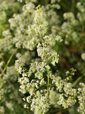 Gaillet mollugine (Galium mollugo)_1