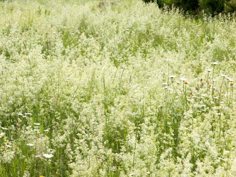 Gaillet mollugine (Galium mollugo)_9