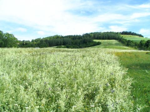 Gaillet mollugine (Galium mollugo)_13