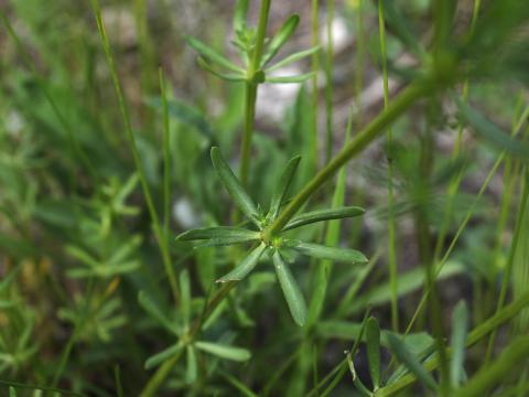 Gaillet mollugine (Galium mollugo)_24