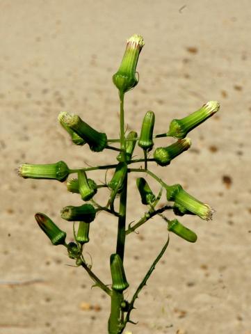 Érechtite feuilles épervière (Erechtites hieraciifolius)_13