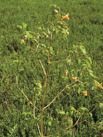 Impateinte du Cap (Impatiens capensis)_1