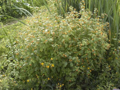 Impateinte du Cap (Impatiens capensis)_11