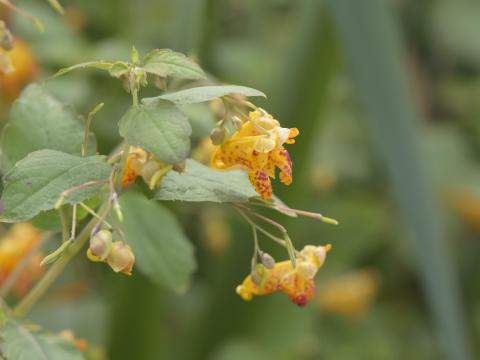 Impateinte du Cap (Impatiens capensis)_12