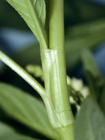 Renouée feuilles patience(Persicaria lapathifolia)_2