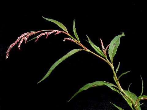 Renouée feuilles patience(Persicaria lapathifolia)_7