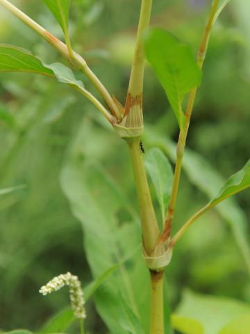 Renouée feuilles patience(Persicaria lapathifolia)_16