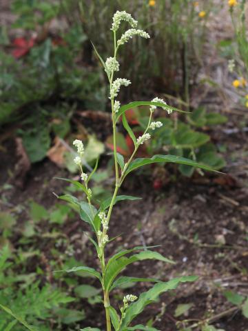 Renouée feuilles patience(Persicaria lapathifolia)_18