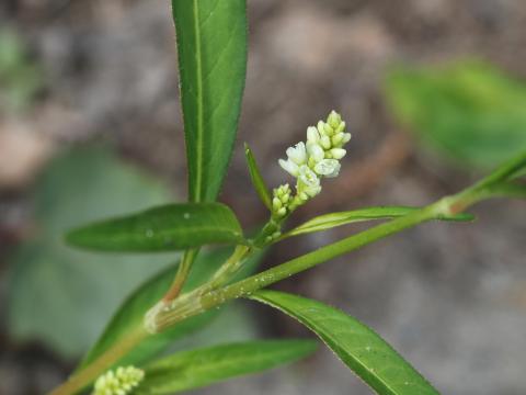 Renouée feuilles patience(Persicaria lapathifolia)_19