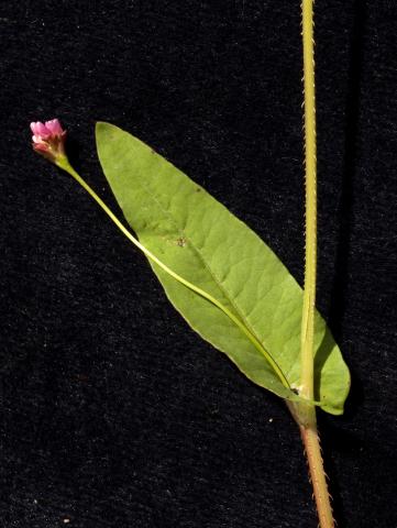 Renouée sagitté (Persicaria sagittata)_8