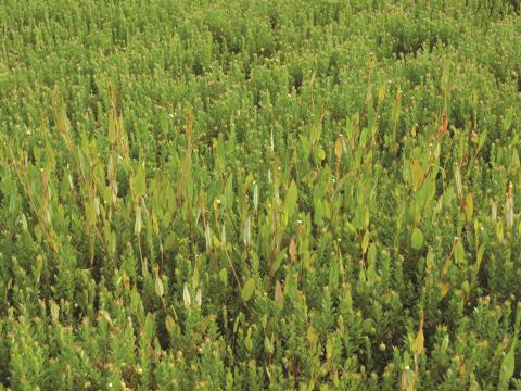 Renouée sagitté (Persicaria sagittata)_10