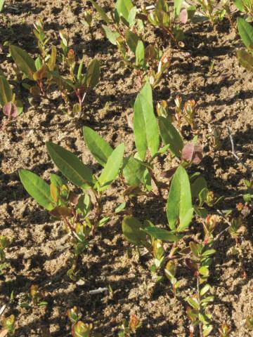 Renouée sagitté (Persicaria sagittata)_13