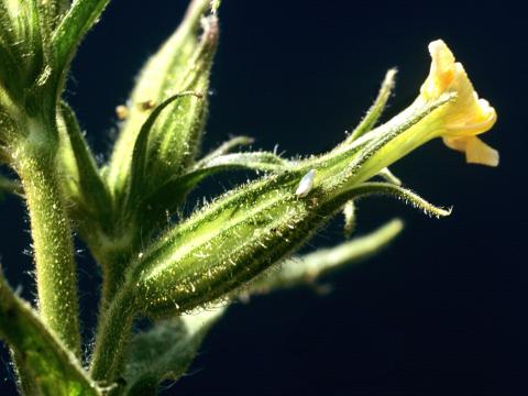 Silène noctiflore(Silene noctiflora)_2