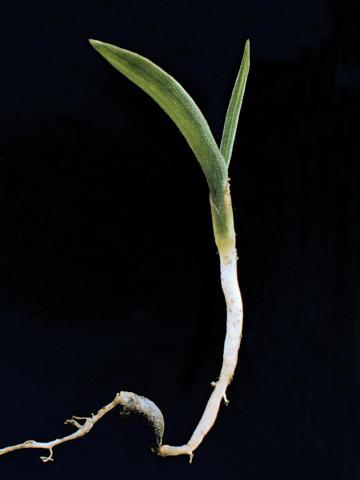 Sétaire glauque (Setaria pumila subsp. pumila)_3