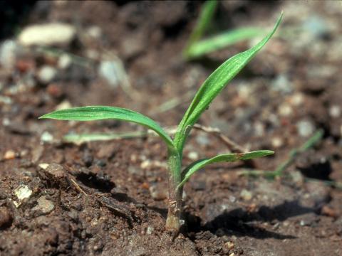 Sétaire glauque (Setaria pumila subsp. pumila)_4