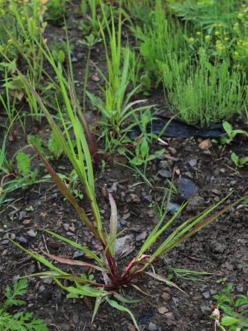 Sétaire glauque (Setaria pumila subsp. pumila)_13