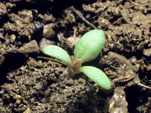 Petite oseille (Rumex acetosella)_1