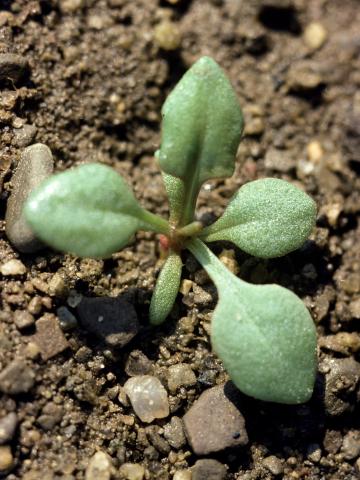 Petite oseille (Rumex acetosella)_2