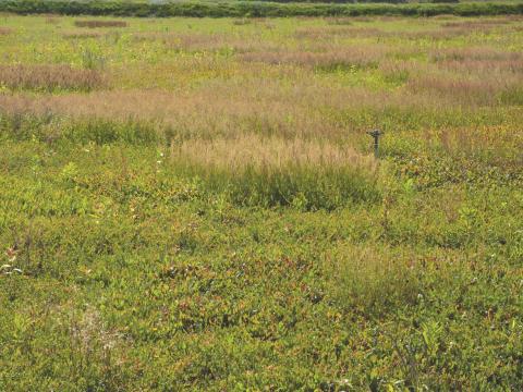 Petite oseille (Rumex acetosella)_7