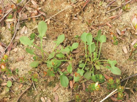 Petite oseille (Rumex acetosella)_8