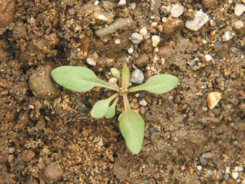 Petite oseille (Rumex acetosella)_10