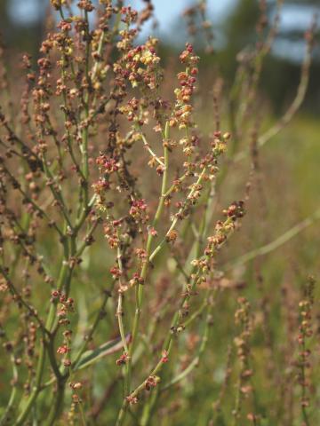 Petite oseille (Rumex acetosella)_11