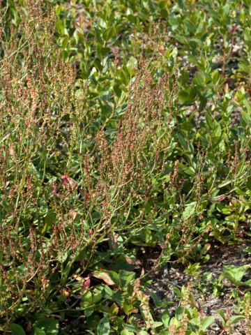 Petite oseille (Rumex acetosella)_14