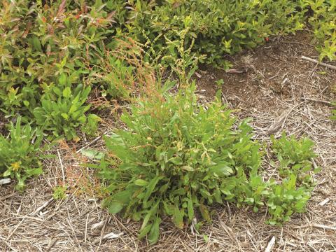 Petite oseille (Rumex acetosella)_15