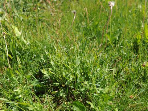 Petite oseille (Rumex acetosella)_25