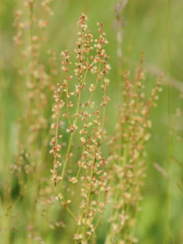 Petite oseille (Rumex acetosella)_26